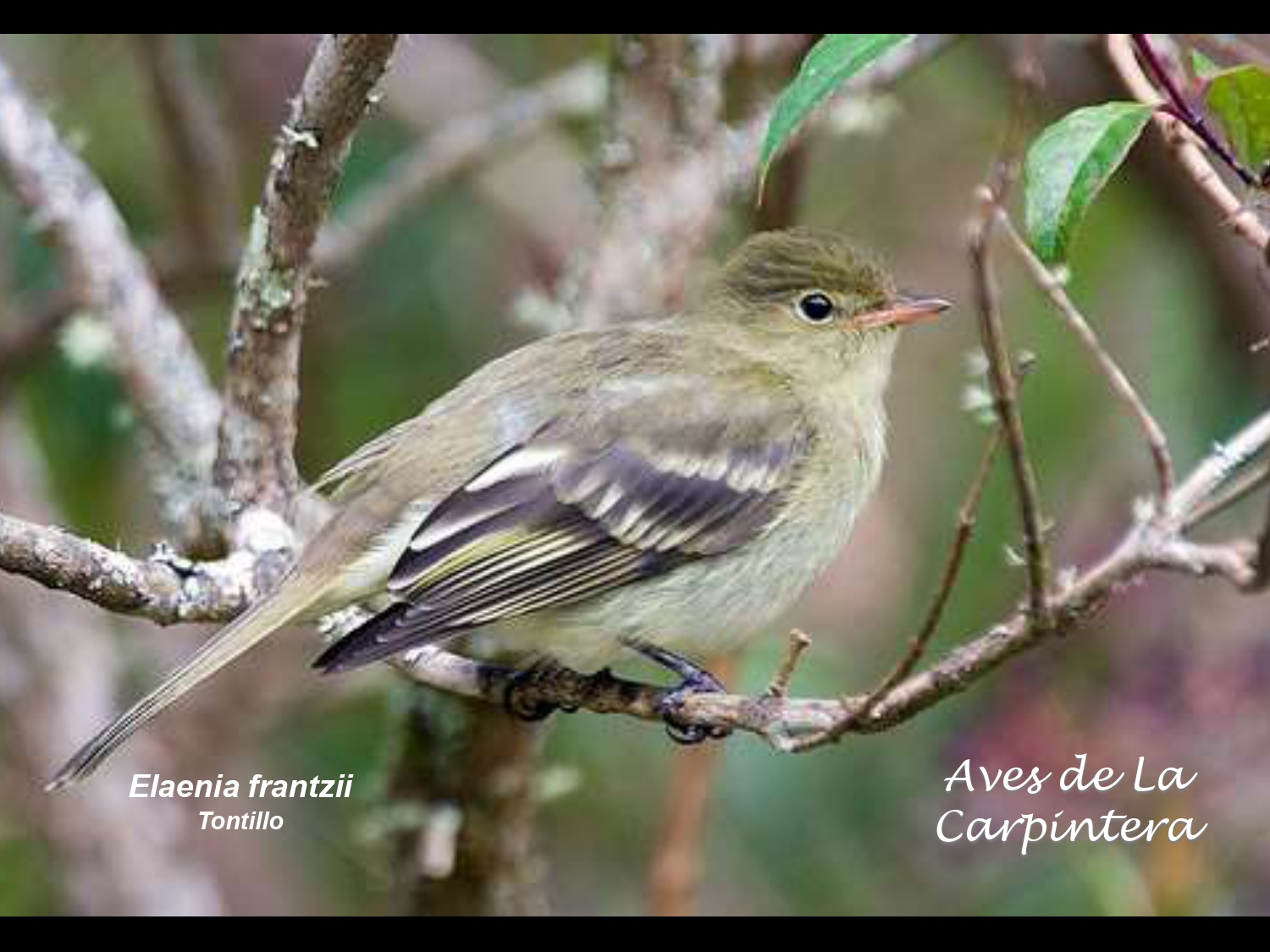 Aves de La Carpintera _page-0069