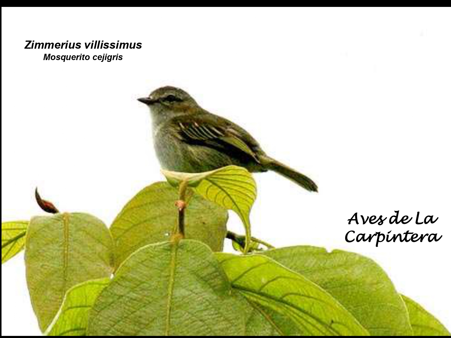 Aves de La Carpintera _page-0070