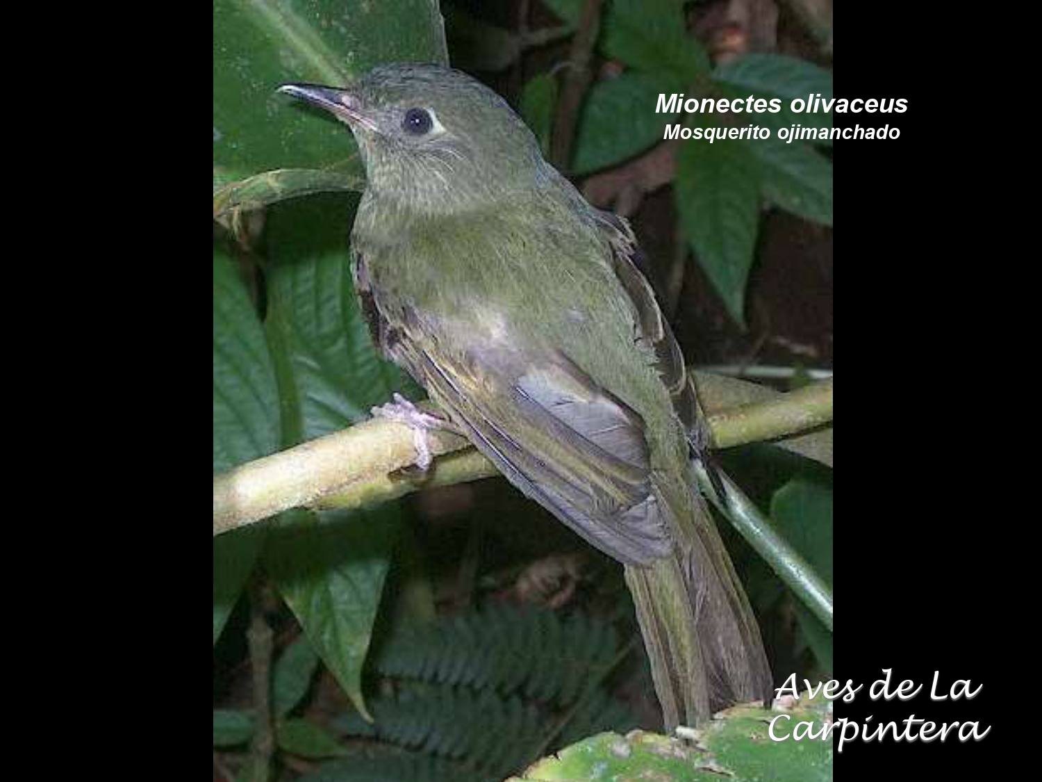 Aves de La Carpintera _page-0071