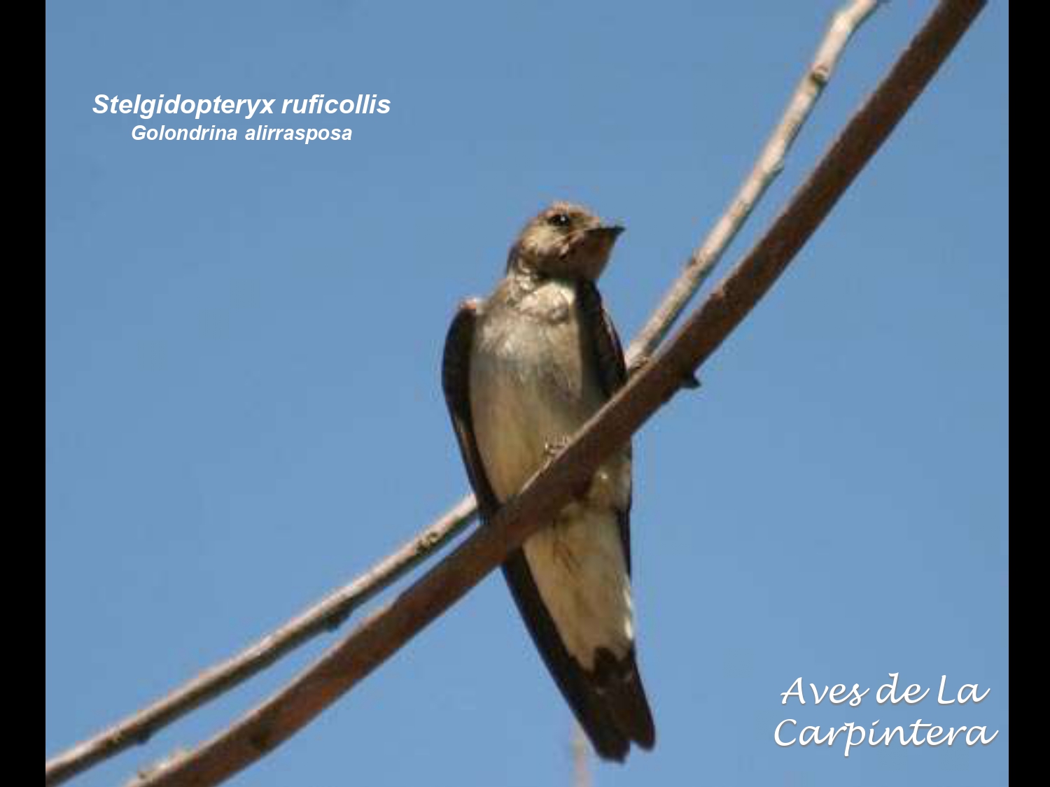 Aves de La Carpintera _page-0072