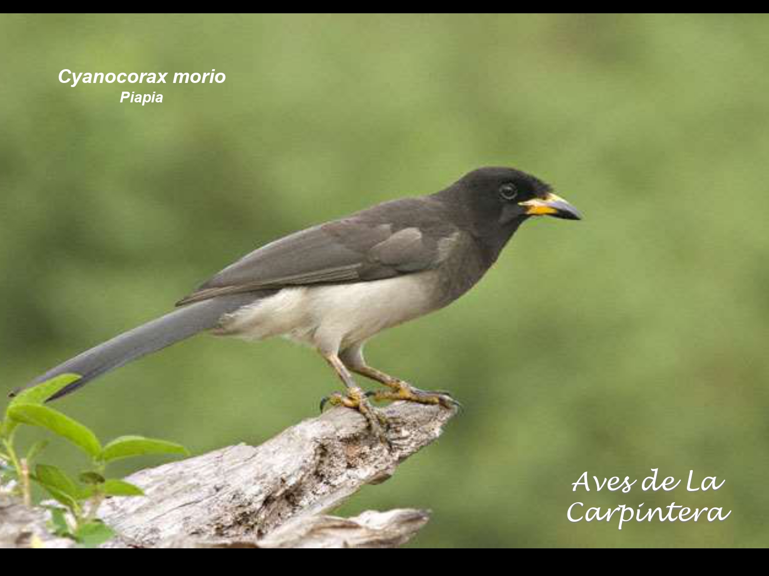 Aves de La Carpintera _page-0074