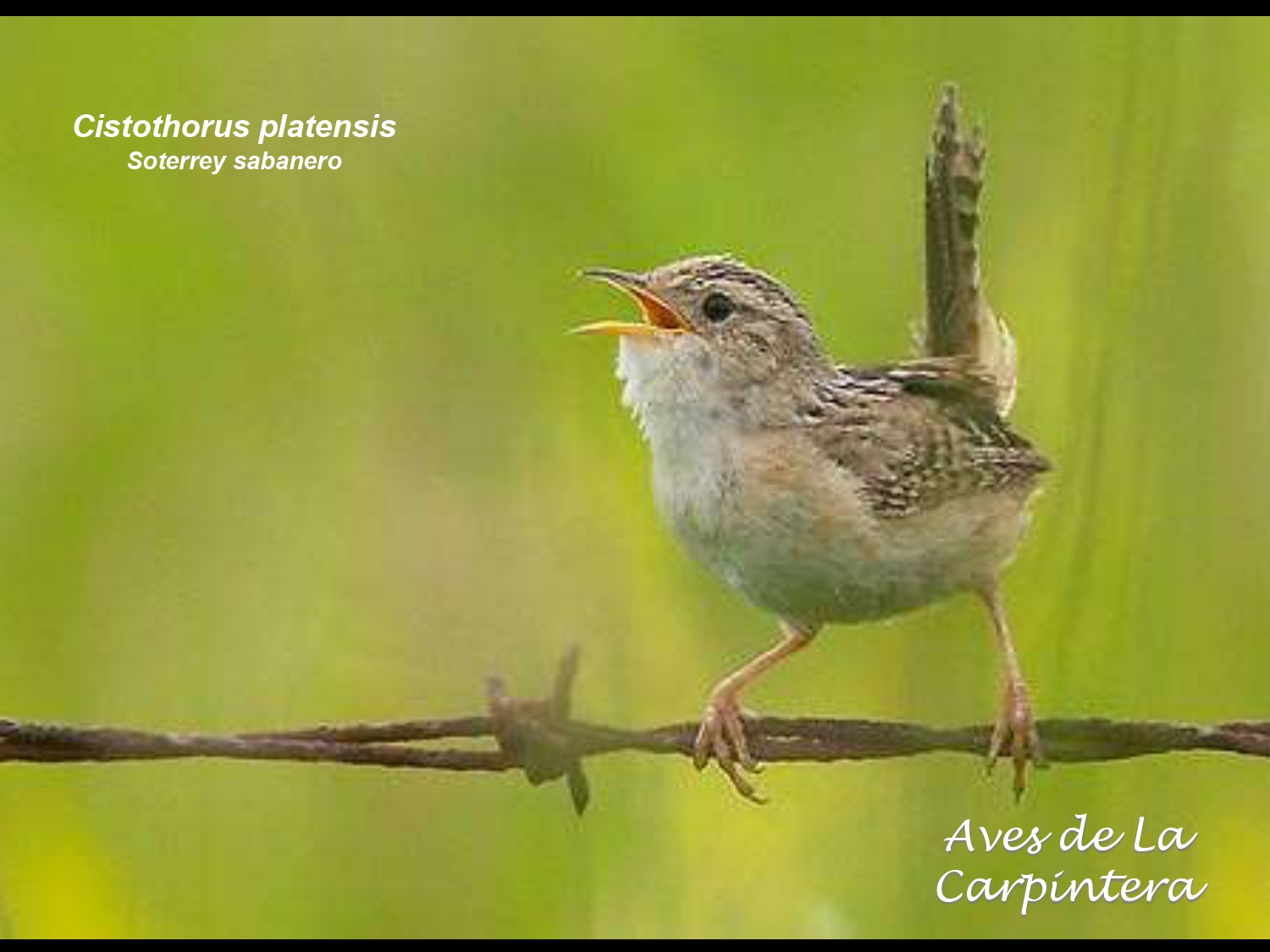 Aves de La Carpintera _page-0075