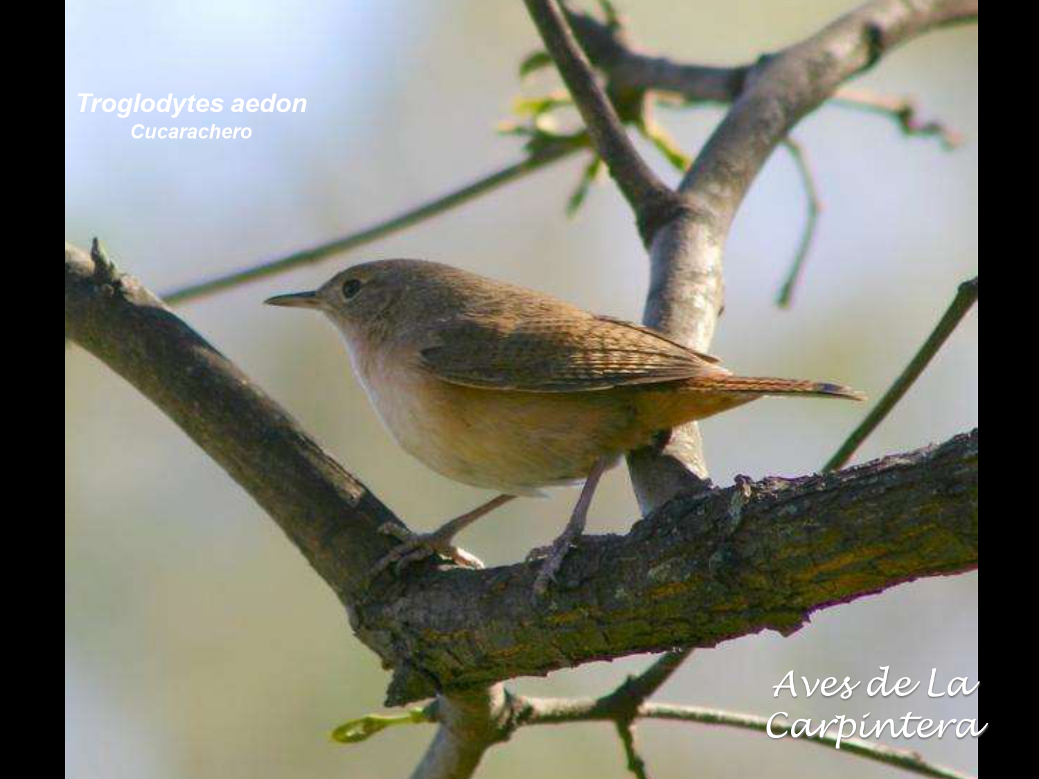 Aves de La Carpintera _page-0077