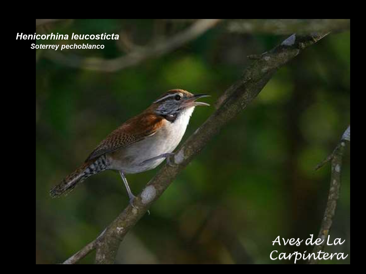 Aves de La Carpintera _page-0079