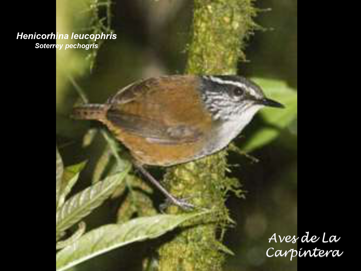 Aves de La Carpintera _page-0080