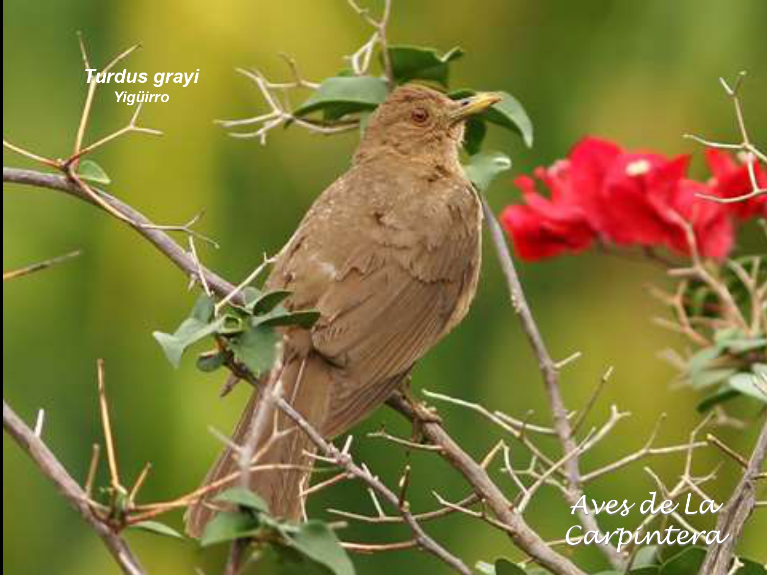 Aves de La Carpintera _page-0081