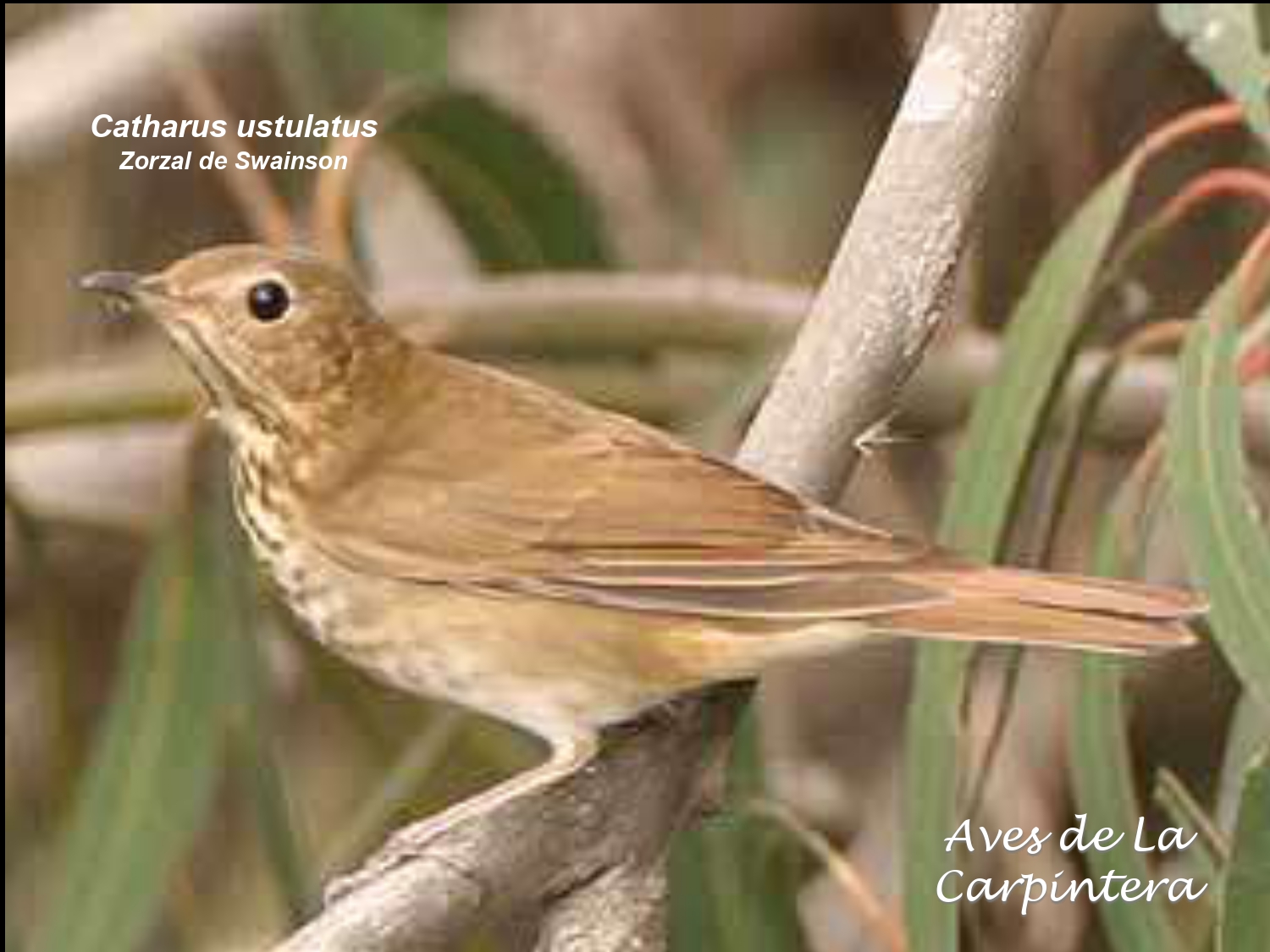 Aves de La Carpintera _page-0082