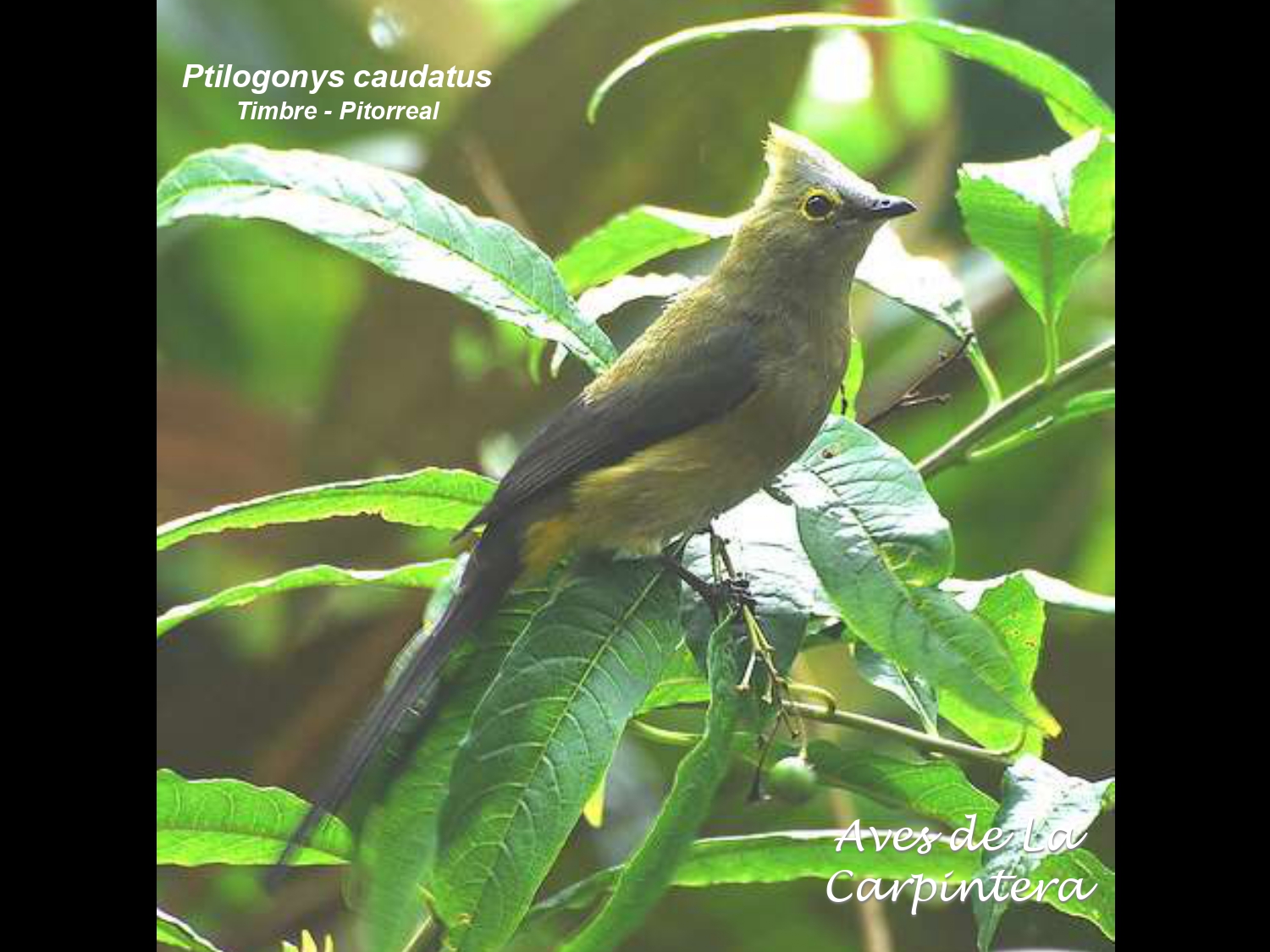 Aves de La Carpintera _page-0084