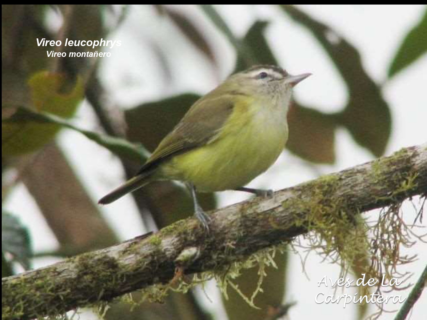 Aves de La Carpintera _page-0085