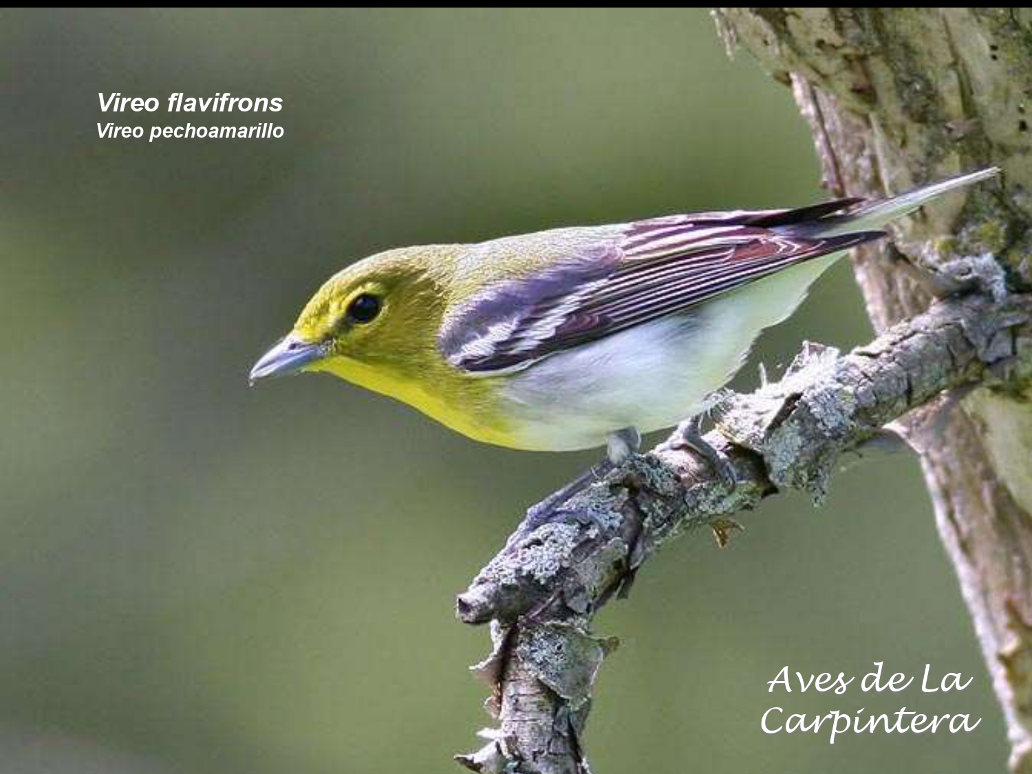 Aves de La Carpintera _page-0086