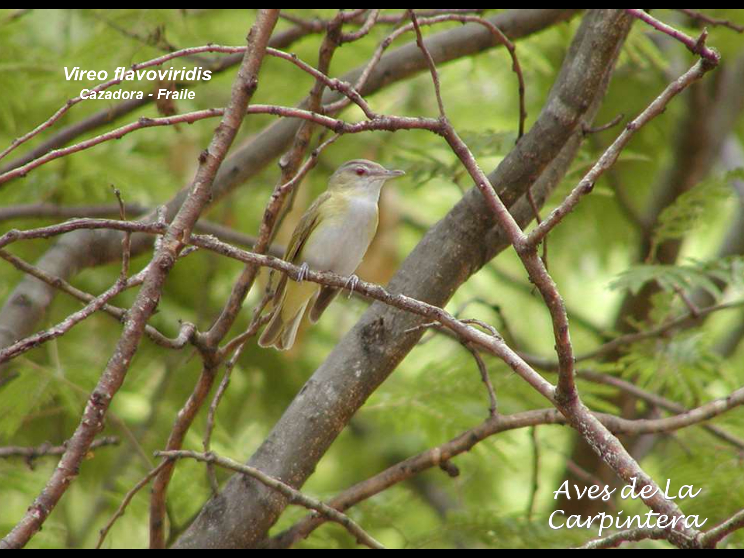 Aves de La Carpintera _page-0087