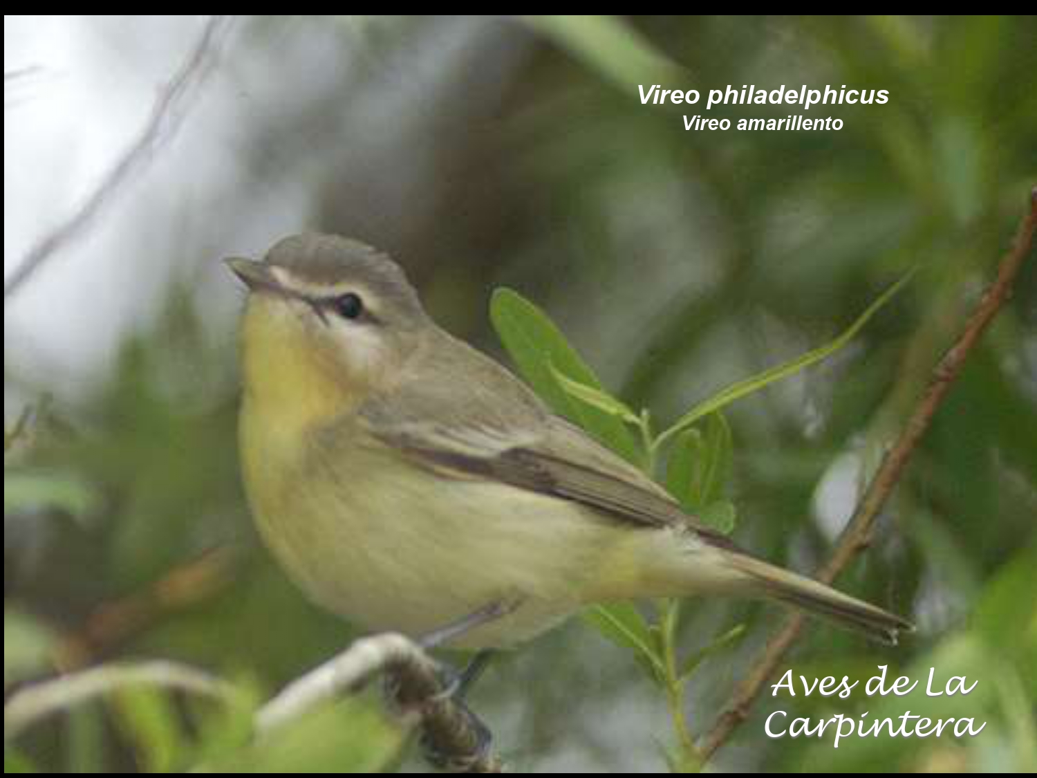 Aves de La Carpintera _page-0088