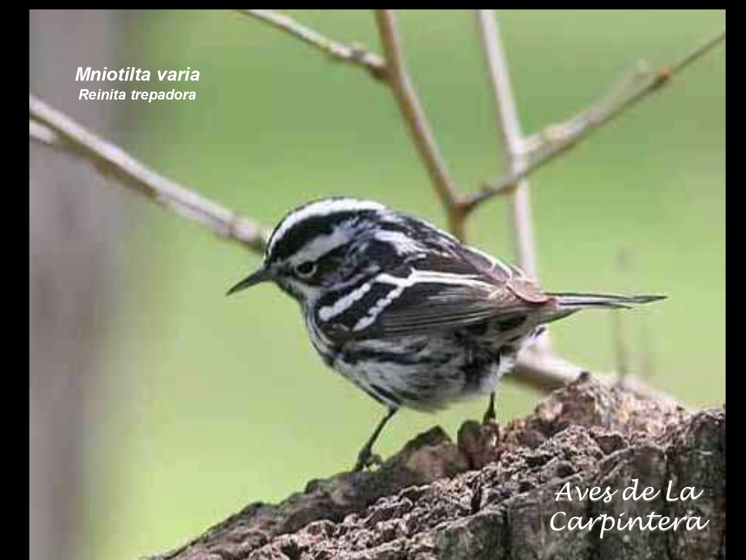 Aves de La Carpintera _page-0089