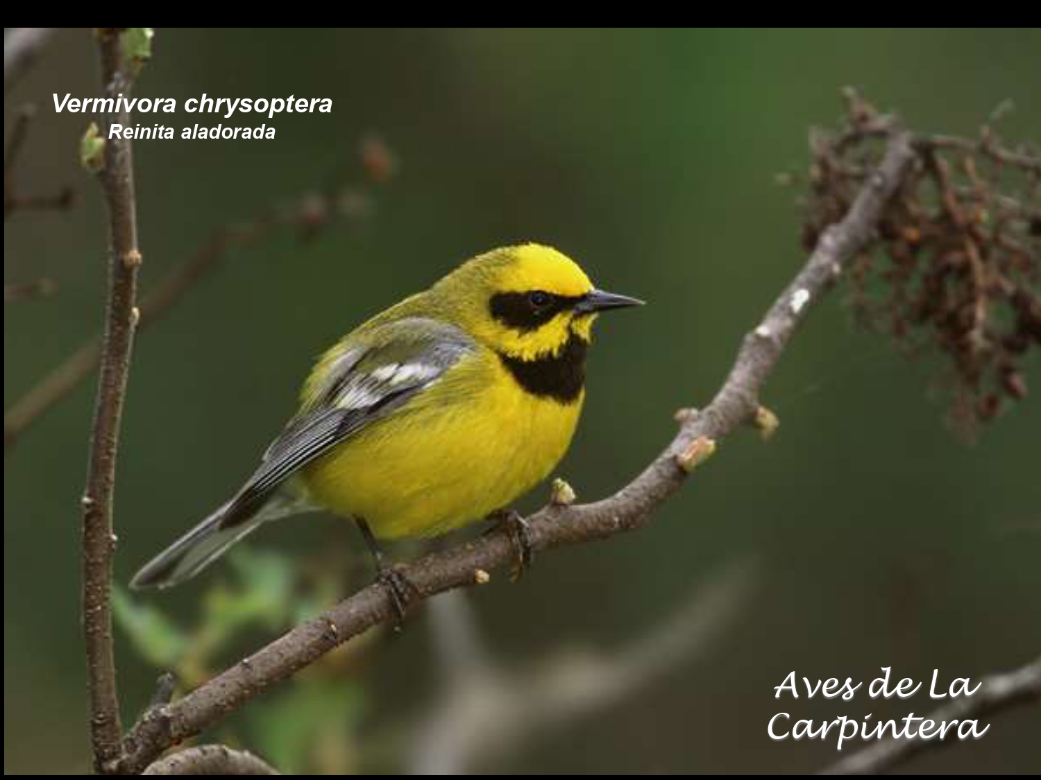 Aves de La Carpintera _page-0090