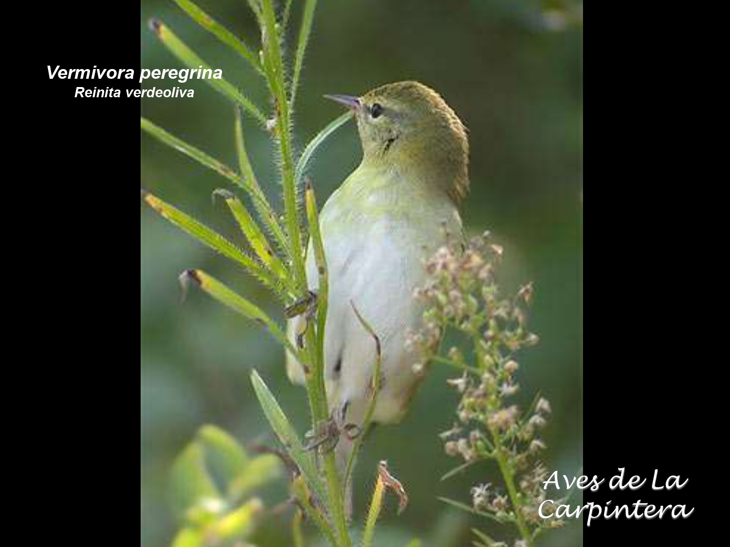 Aves de La Carpintera _page-0091