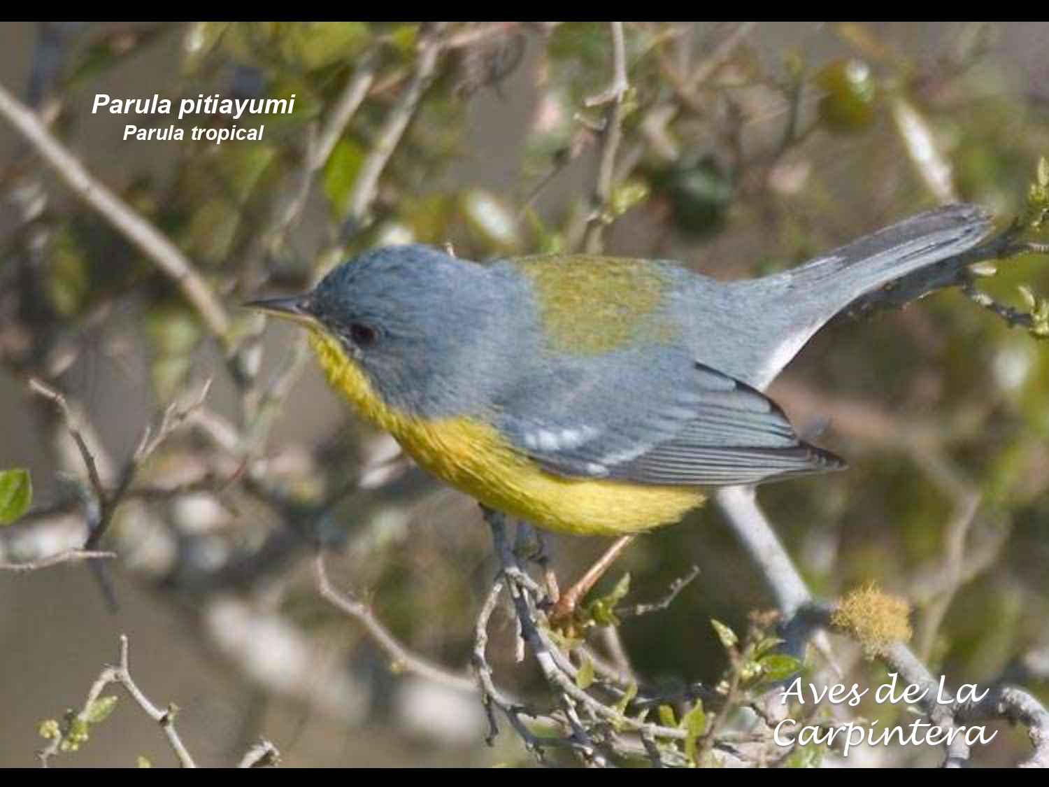 Aves de La Carpintera _page-0092