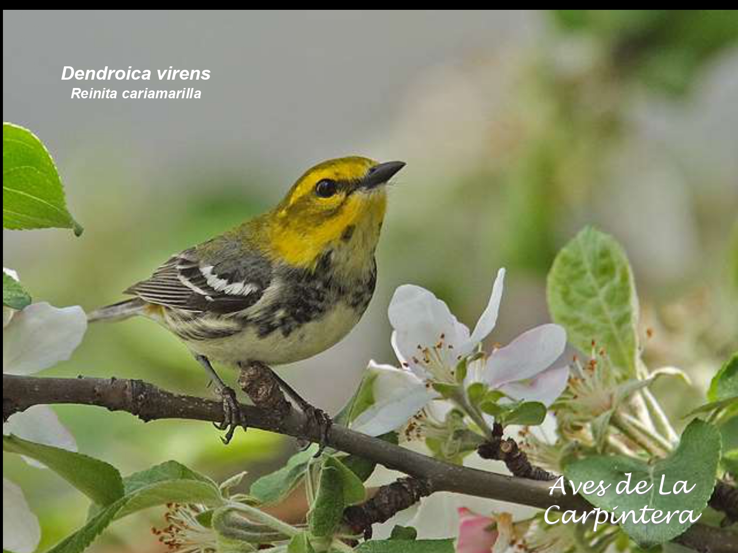 Aves de La Carpintera _page-0093