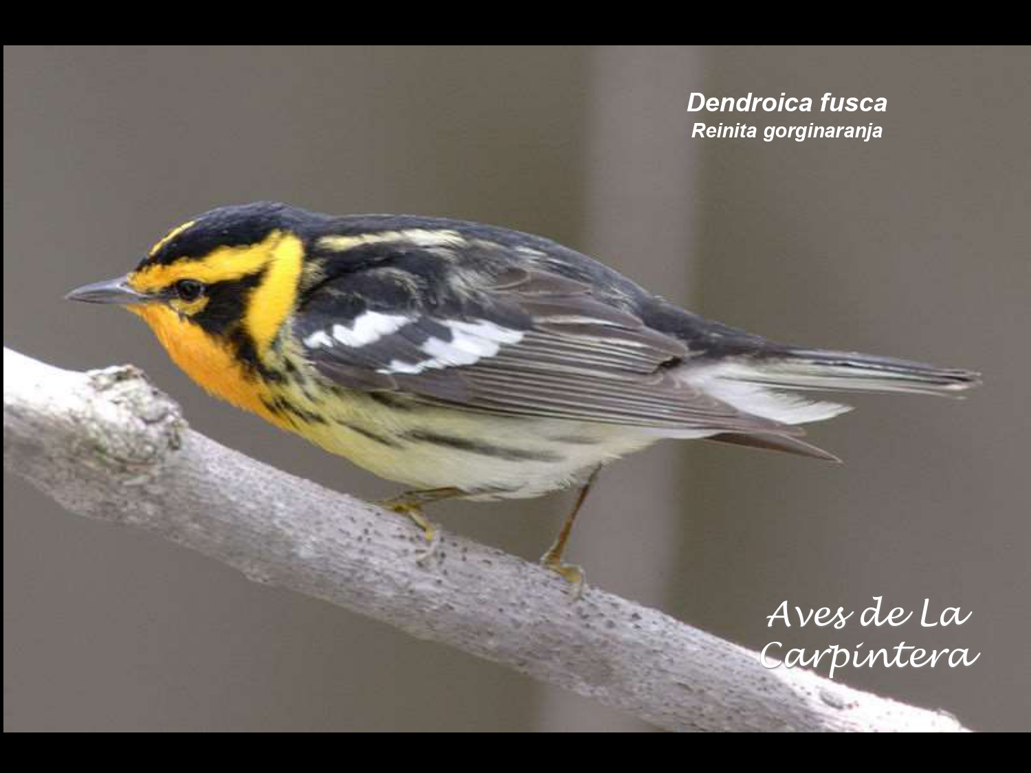 Aves de La Carpintera _page-0094