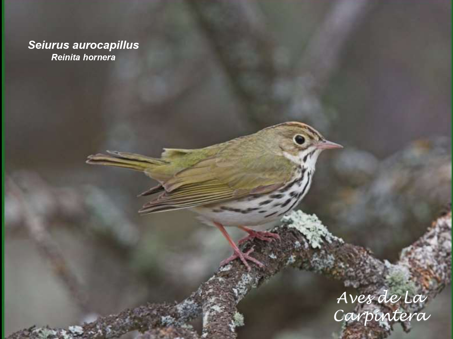 Aves de La Carpintera _page-0096