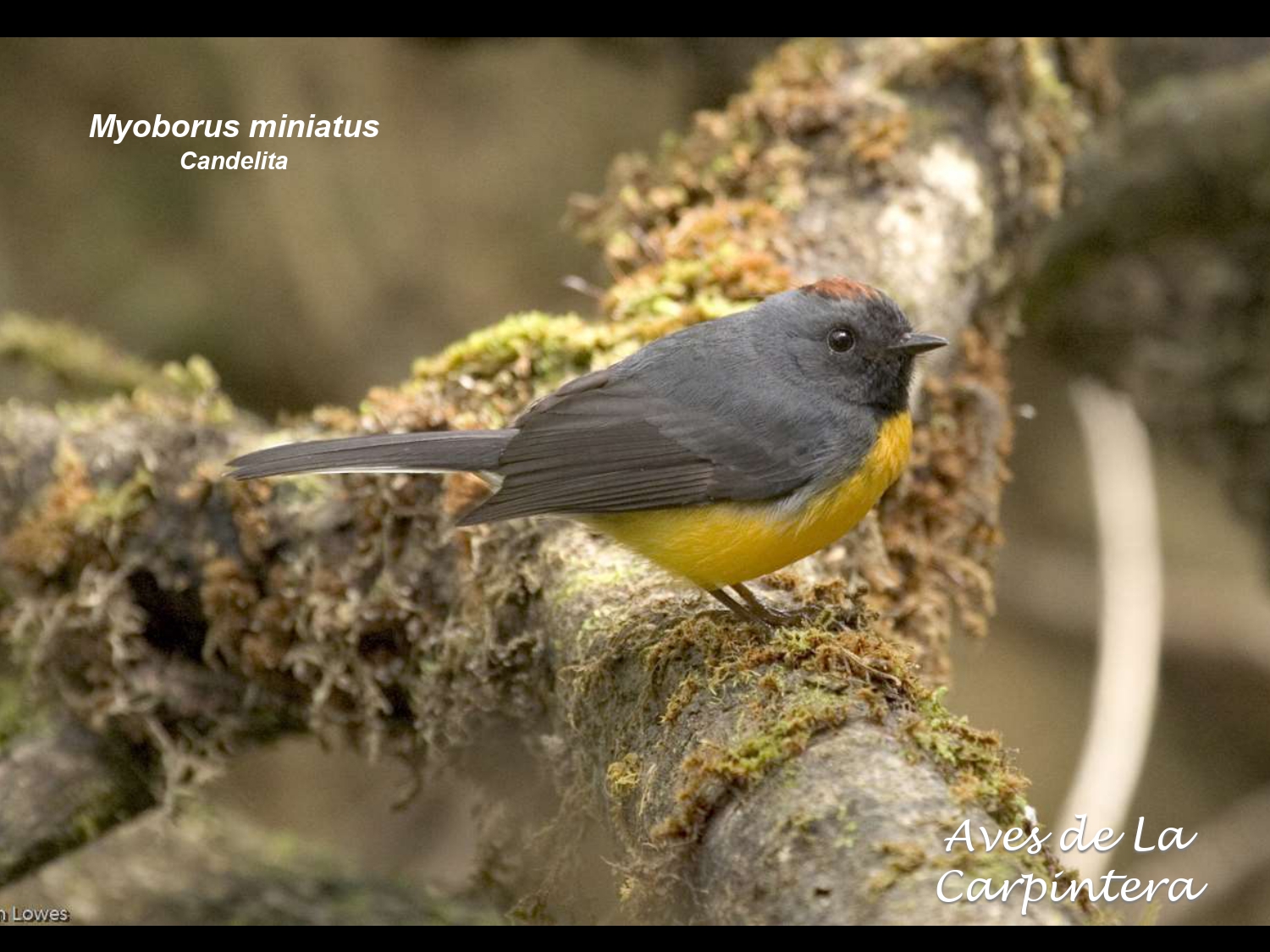 Aves de La Carpintera _page-0099