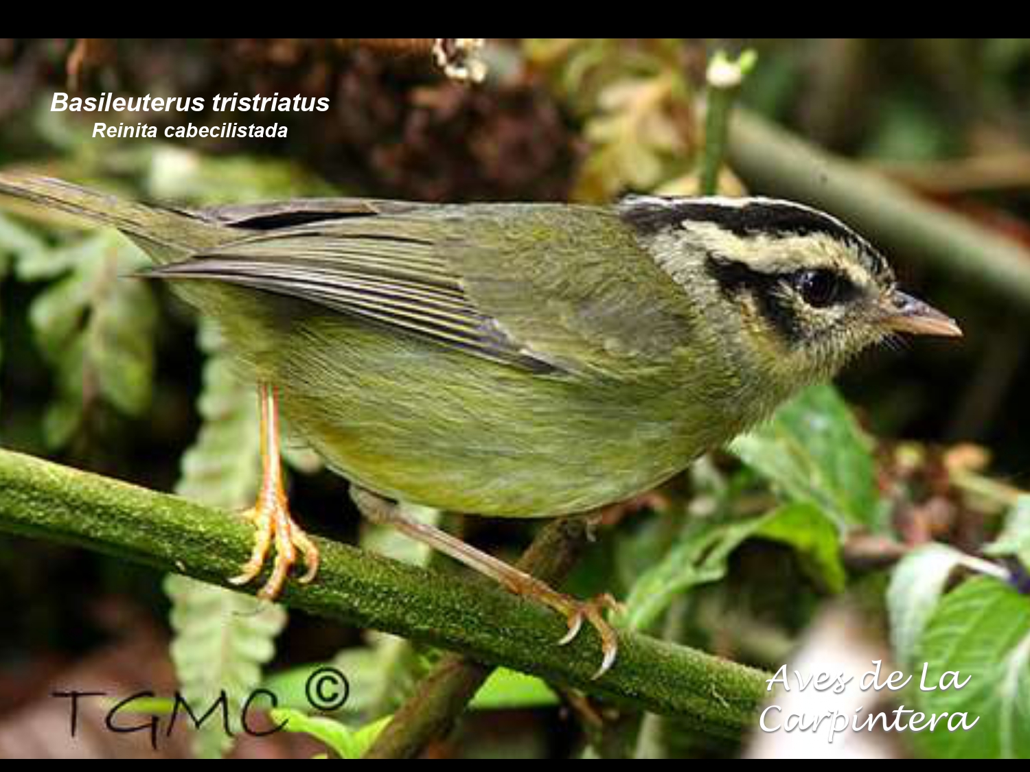 Aves de La Carpintera _page-0100