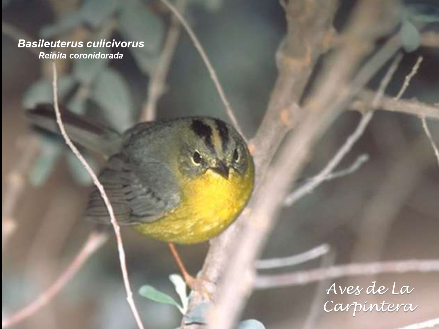 Aves de La Carpintera _page-0101