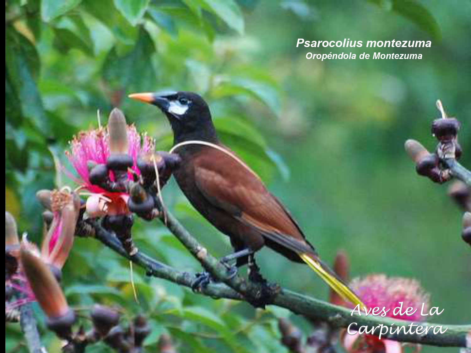 Aves de La Carpintera _page-0103