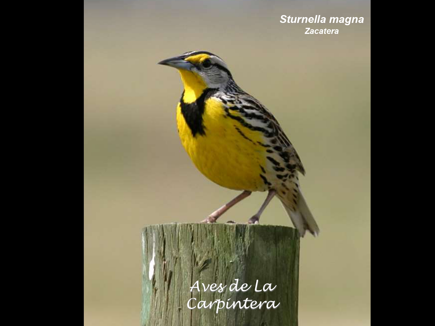 Aves de La Carpintera _page-0108