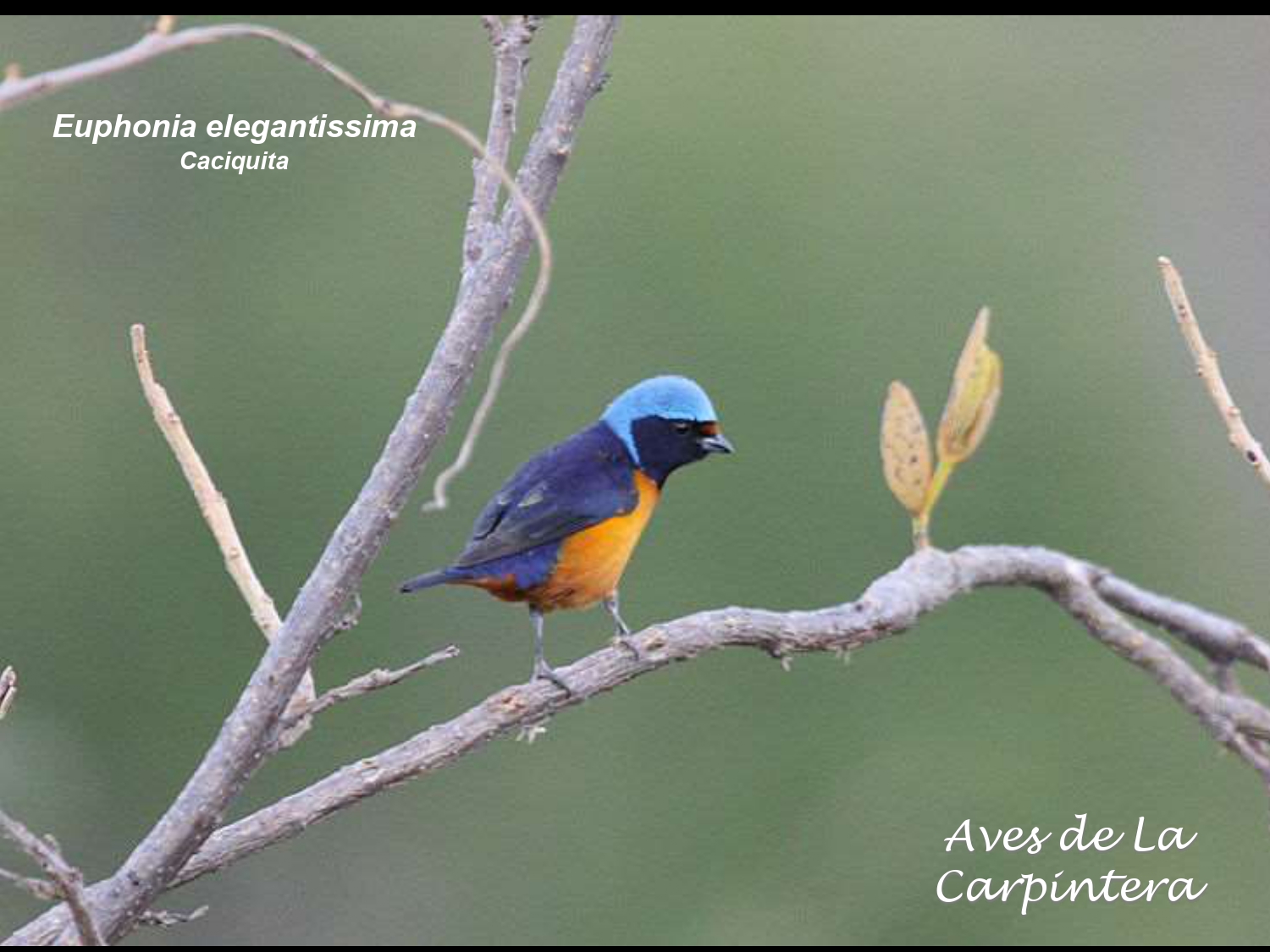 Aves de La Carpintera _page-0109