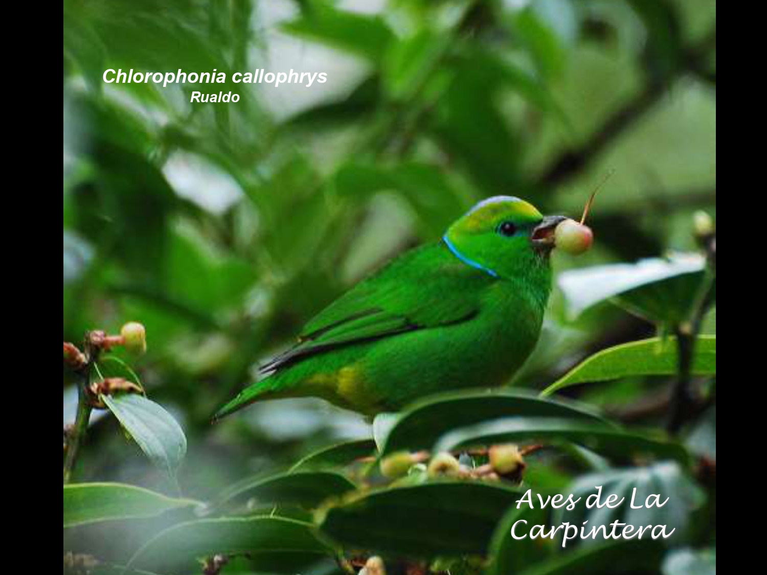 Aves de La Carpintera _page-0110