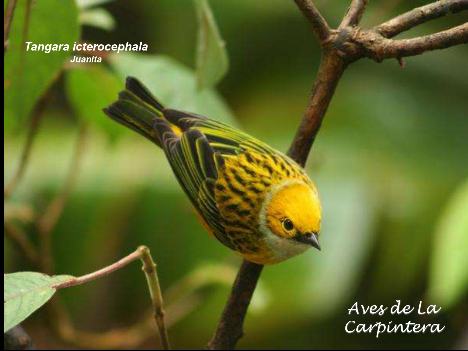 Aves de La Carpintera _page-0111