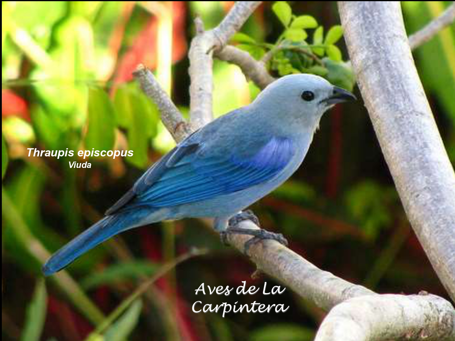 Aves de La Carpintera _page-0112