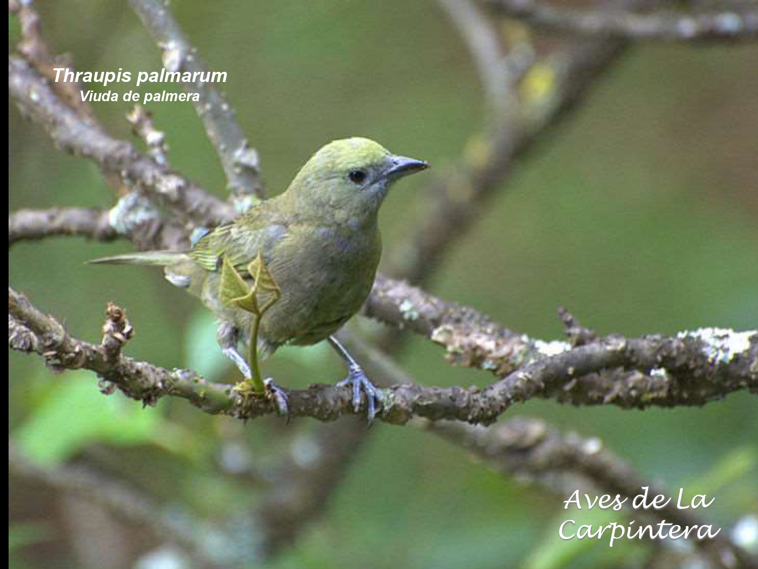 Aves de La Carpintera _page-0113