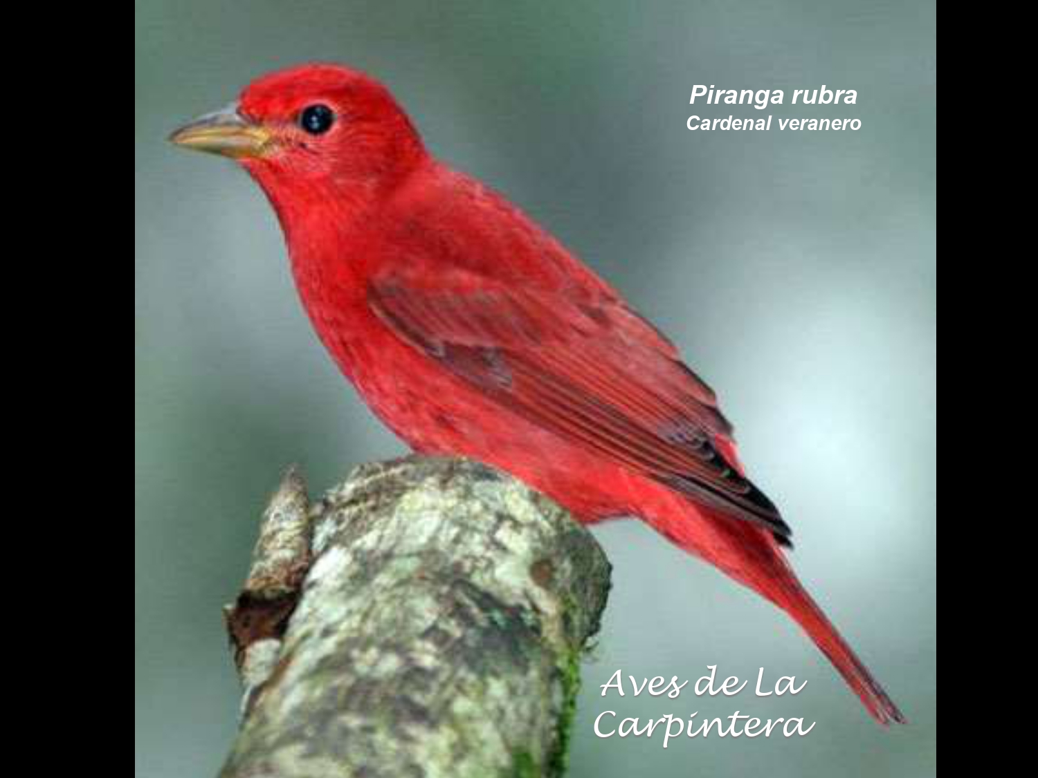 Aves de La Carpintera _page-0114