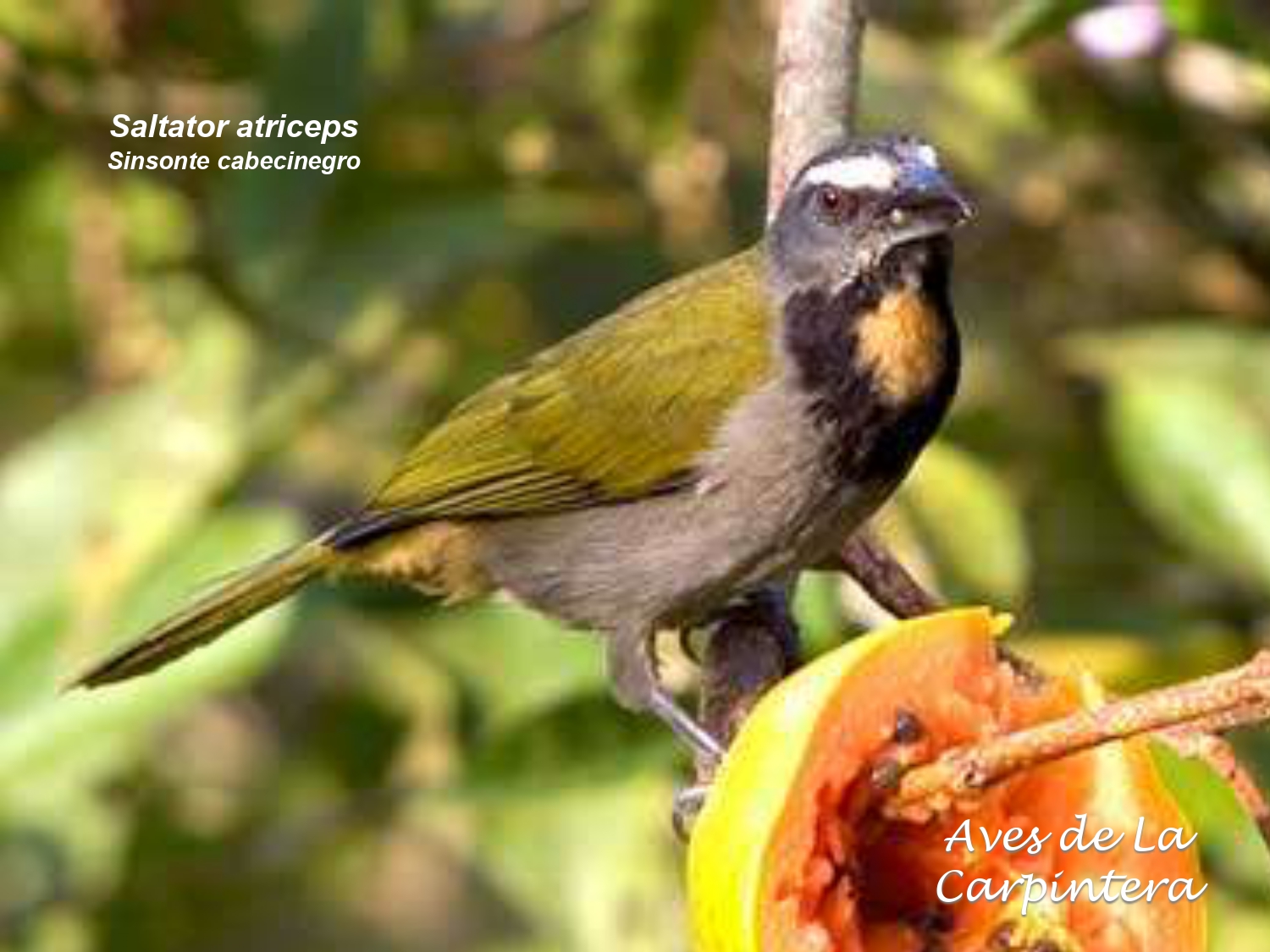 Aves de La Carpintera _page-0117