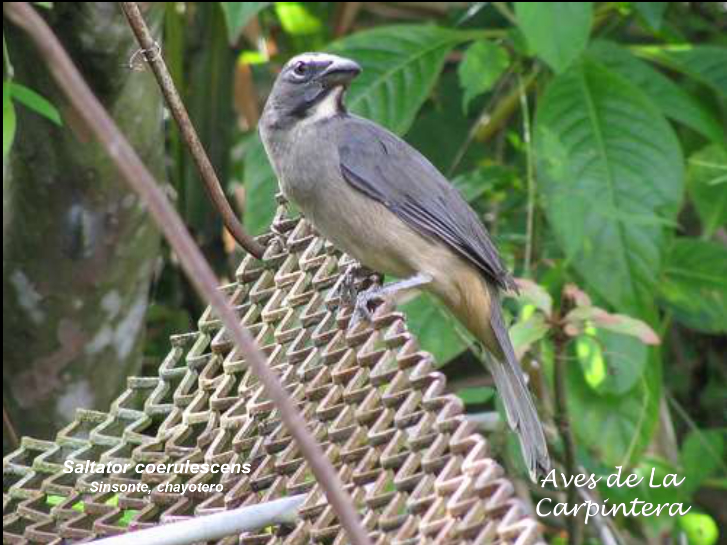 Aves de La Carpintera _page-0118