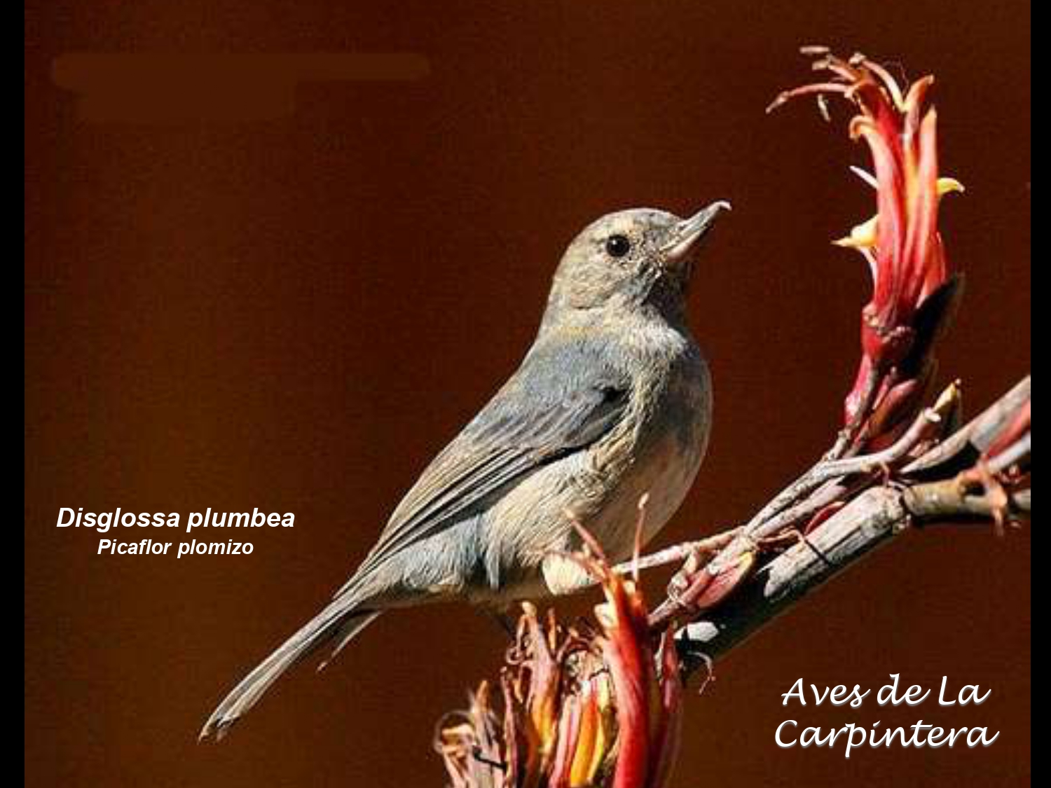 Aves de La Carpintera _page-0120