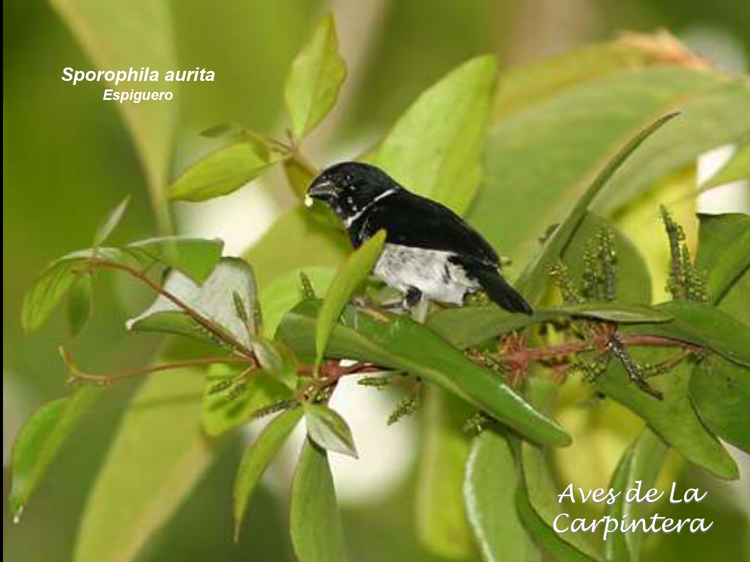 Aves de La Carpintera _page-0122