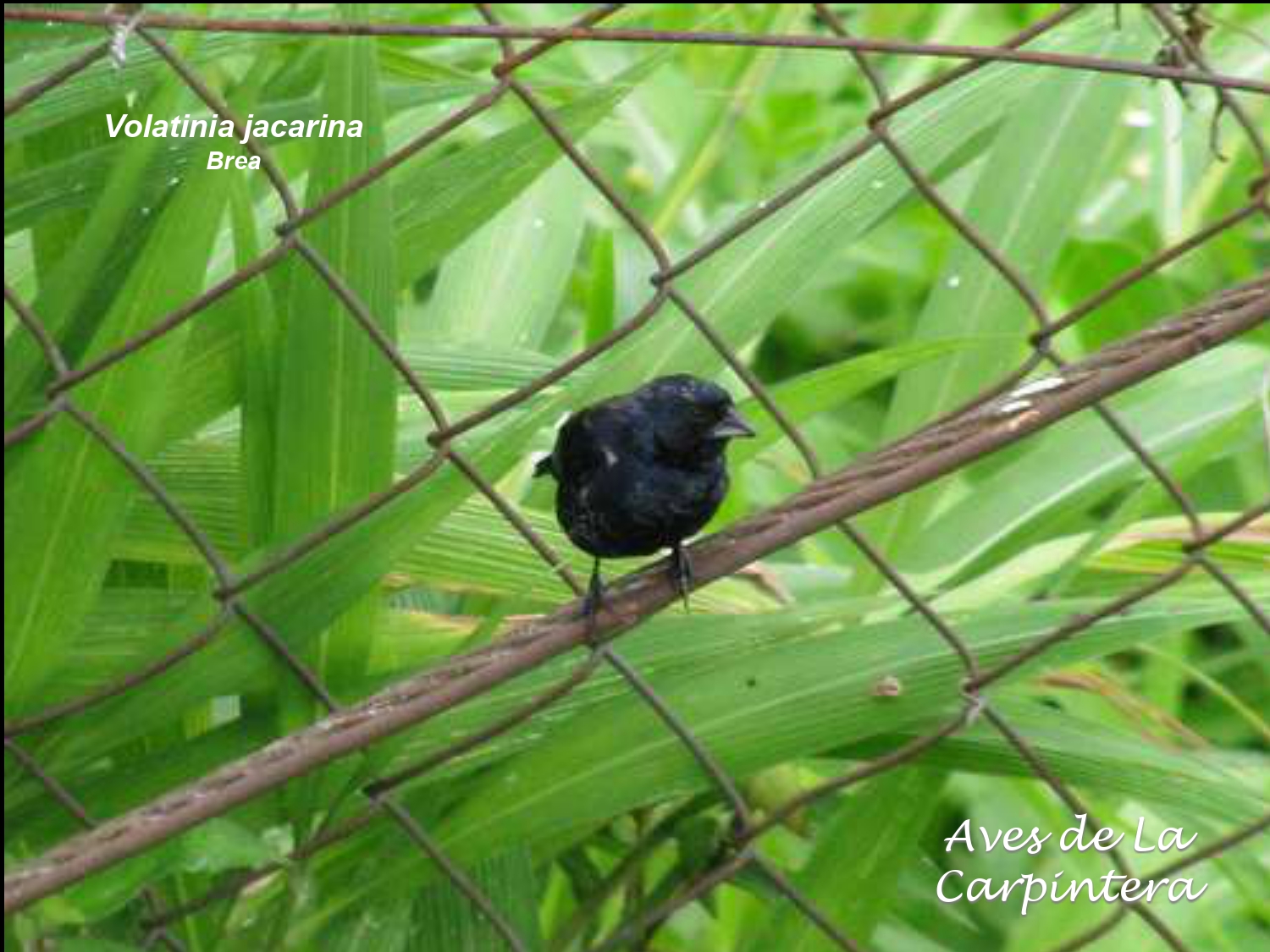 Aves de La Carpintera _page-0123