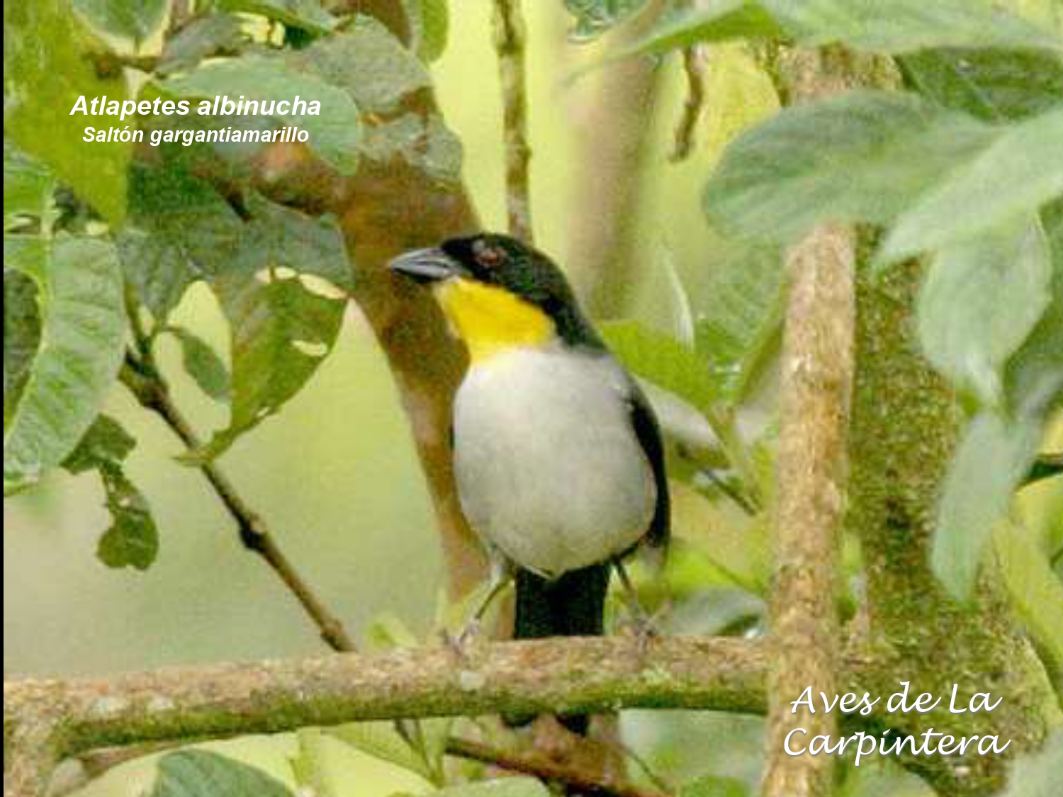 Aves de La Carpintera _page-0124