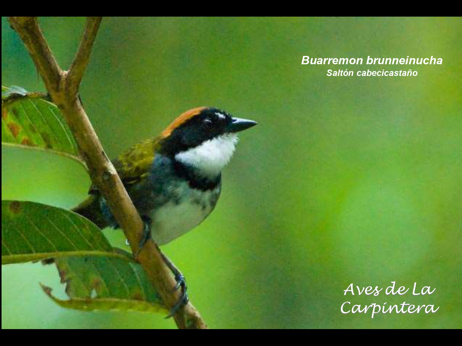 Aves de La Carpintera _page-0125