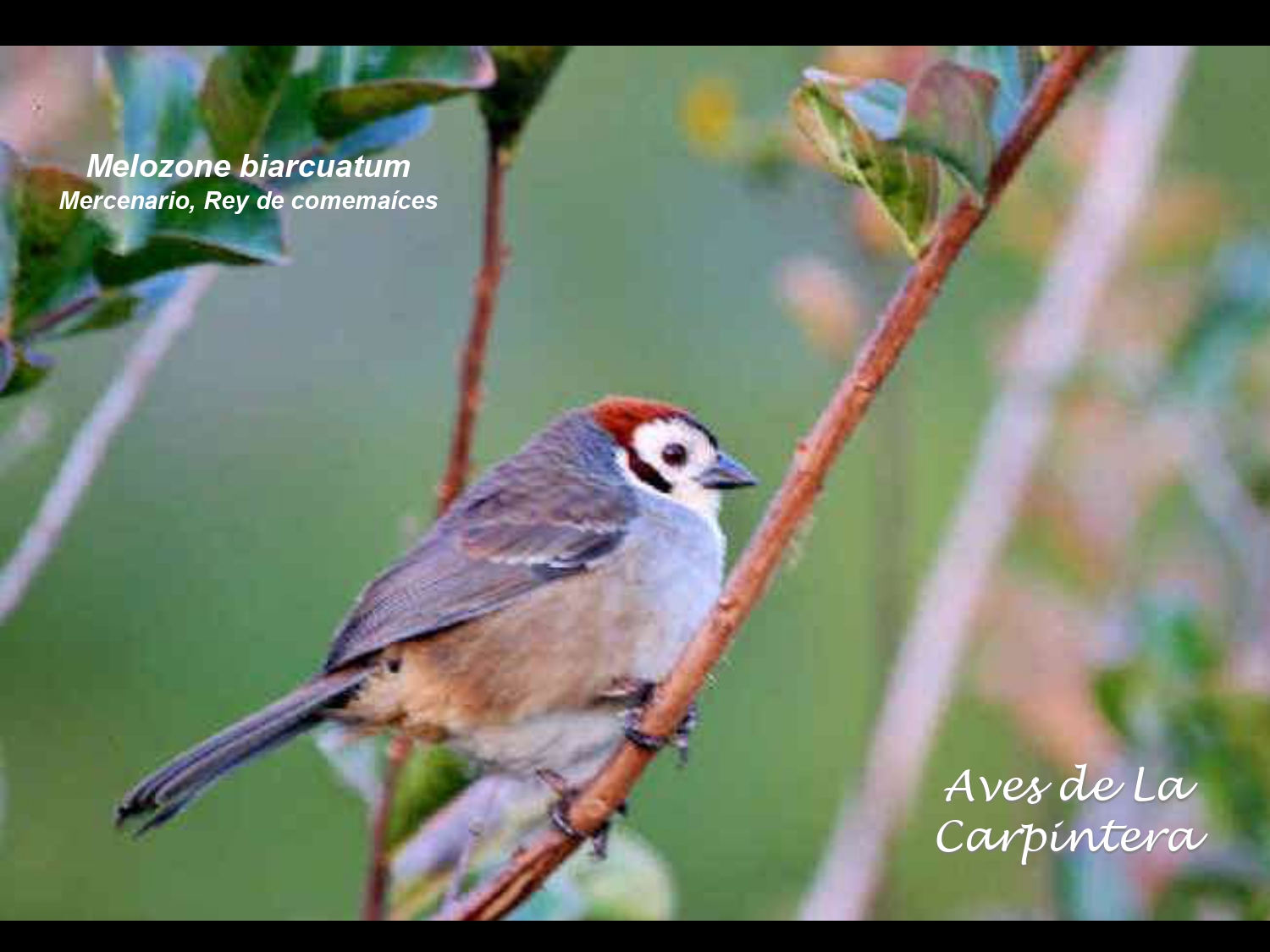 Aves de La Carpintera _page-0126