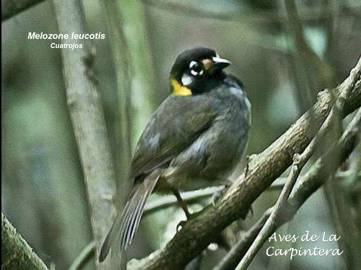 Aves de La Carpintera _page-0127