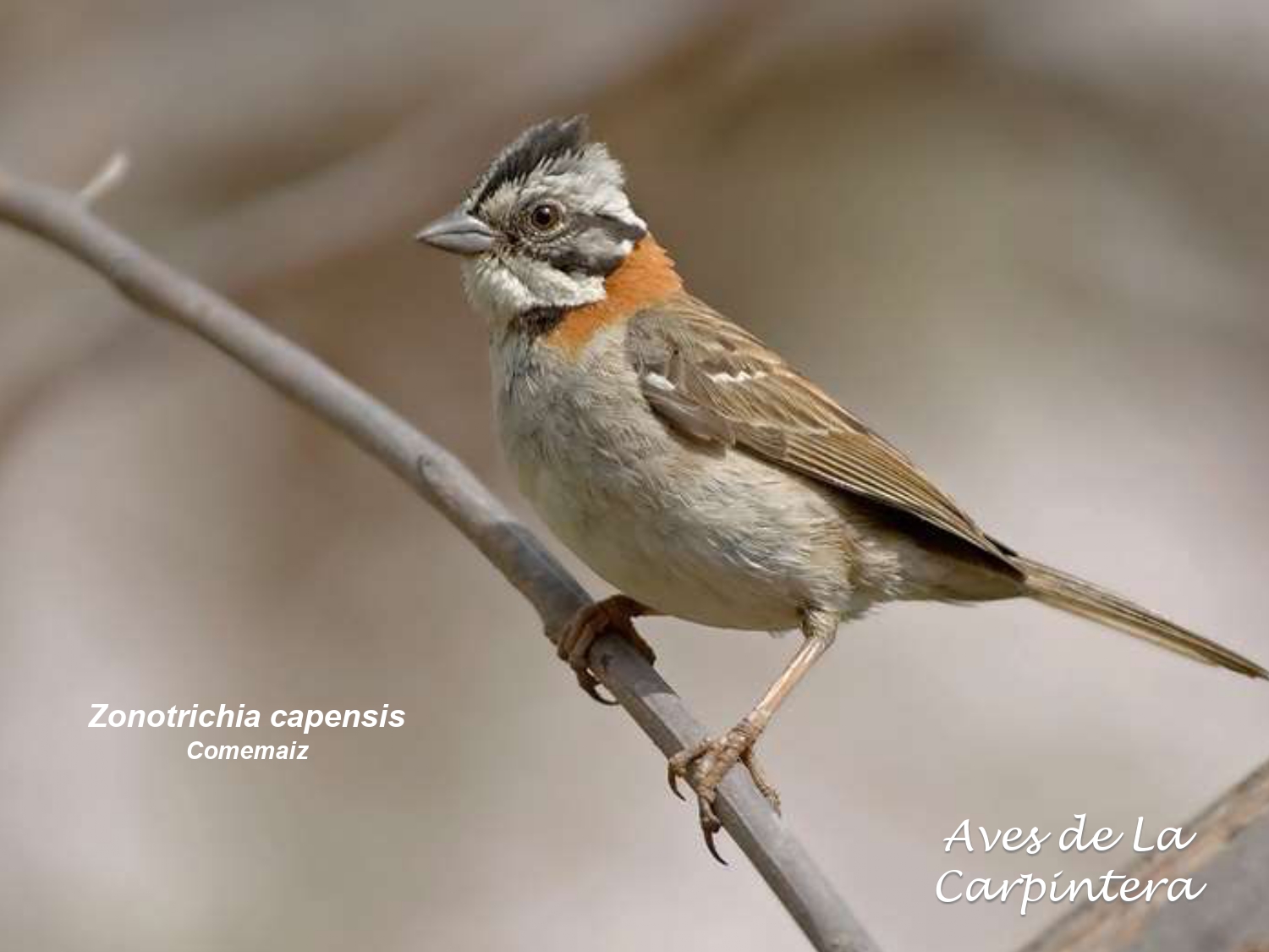 Aves de La Carpintera _page-0128