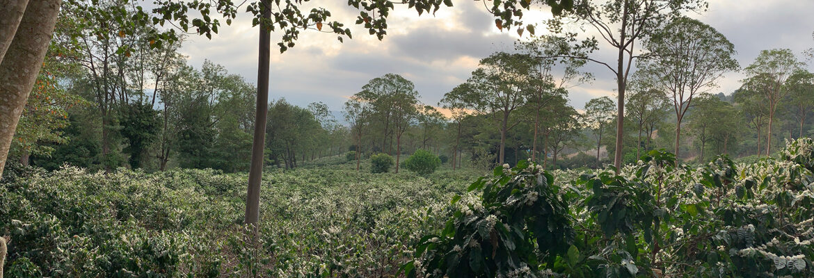 Cafetal retocado