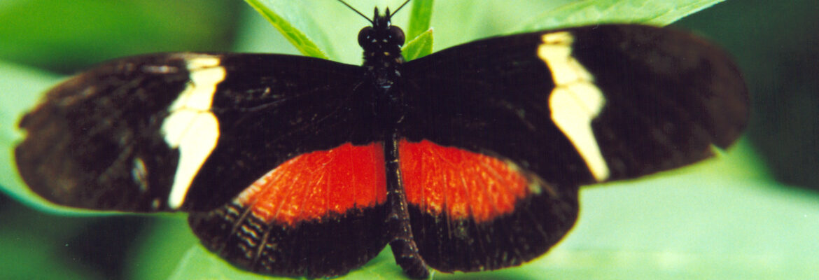 Mariposa retocada